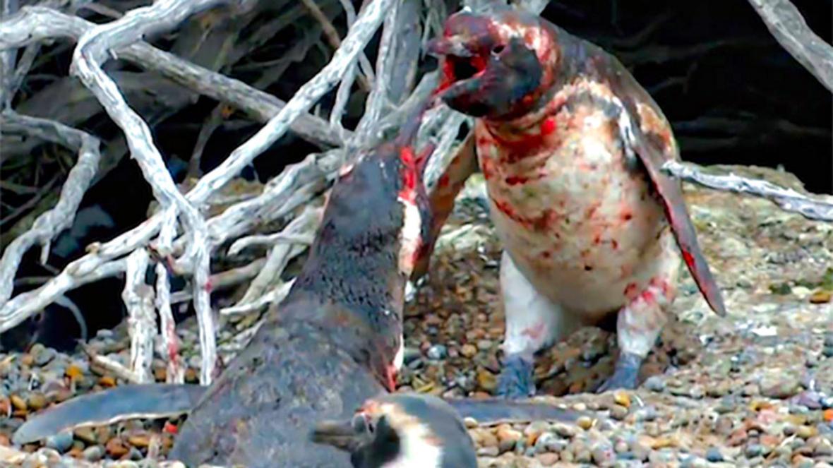 درگیری خونین بین دو پنگوئن نر، عاقبت خیانت حیوانی!