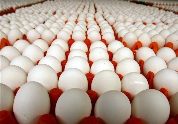 تخم مرغ شانه ای 26 هزارتومان شد تخم مرغ شانه ای 26 هزارتومان شد