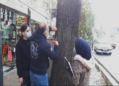 دربخش مرکزی شهر تهران، حذف زوائد فیزیکی از روی درختان خیابان، ولی عصر (عج) آغاز شد