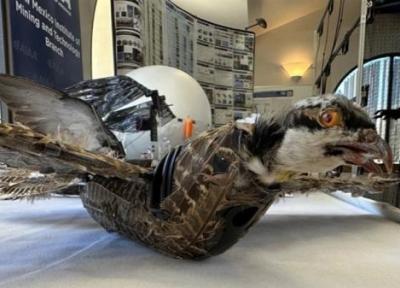 تبدیل پرندگان مرده به هواپیما های بدون سرنشین!